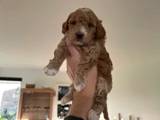 Dværgpuddel hundehvalpe allergiven 1 er reserveret