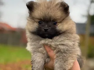 Pomeranian hvalp, en dreng, 8 uger.