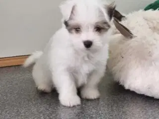 Coton de tulaer 