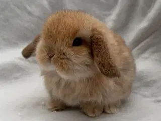 Mini lop kaninunger