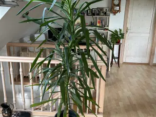 Yucca plante
