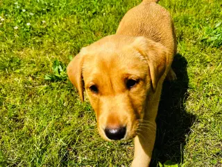FOX red Labrador tævehvalp. Formel 1 m. stamtavle