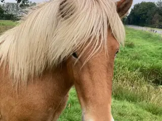3 års islænder hoppe