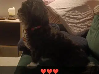 Bichon Havanais hvalpe