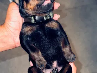 Rottweiler hvalpe 