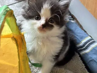  Skønne Maincoon killinger