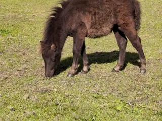 Shetlænder Hoppeføl