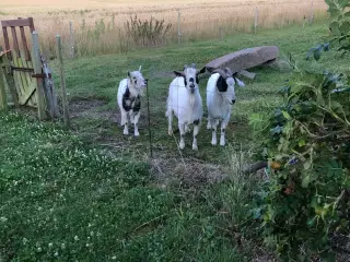Geder søger nyt hjem