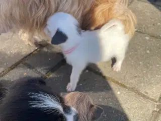 Shih Tzu/Chihuahua blandings hvalpe