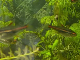 🐠 Glødelys Tetra – flotte, sunde stimefisk ✨