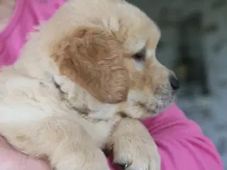 Verdens smukkeste Golden Retriever hvalpe