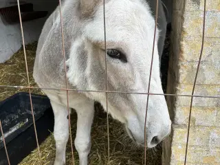 Han æsel på 2 år 