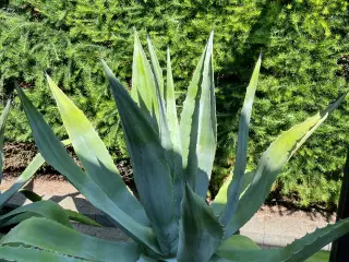 Agave