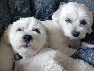 Coton de Tulear / Malteser. Bomuldshund.