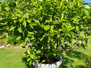Citrontræ