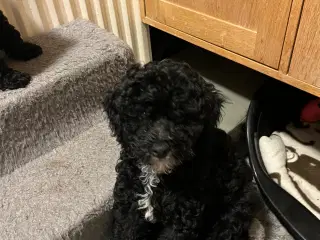 Puddel hvalpe