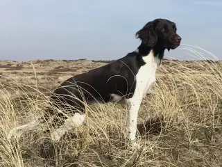 Kleiner Münsteländer hvalpe