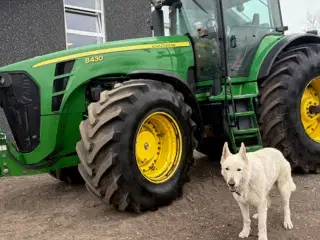 John Deere 8430 AUTOTRAC READY, TLS, FRONTLIFT