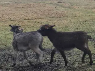 Æsel føl hingsteføl 