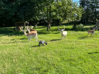 Dåhjort