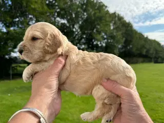 Cocker doodle lysebrun han hvalp og hvid tæve