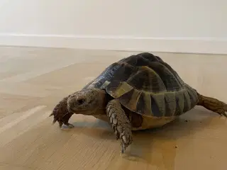 Skildpadde  med terrarie 