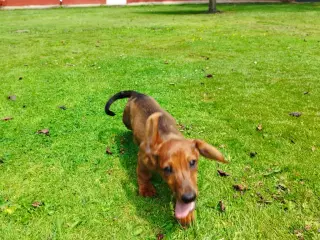 gravhunde hvalpe korthåret