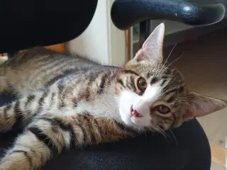 Halv maincoon killing