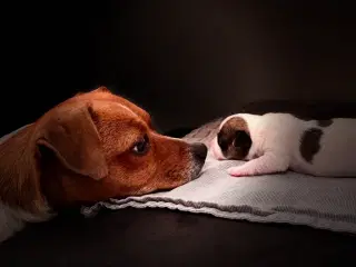 Dansk-Svensk Gårdhundehvalp tæve med stamtavle 