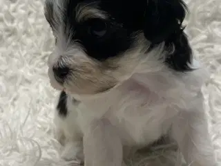 Skønne plettede Lhasa-doodles hvalpe