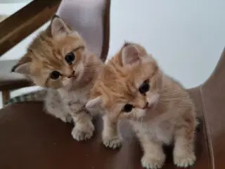 British shorthair killinger