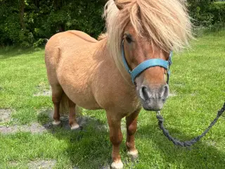 Shetlands pony sælges