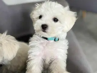 malteser/Bichon Bolognese Hanner