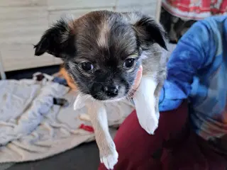 Chihuahua 