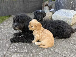 Lækre Malshipoo blandingshvalpe