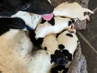 Dansksvensk gårdhunde hvalpe