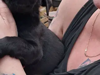 Labrador hvalpe sælges 