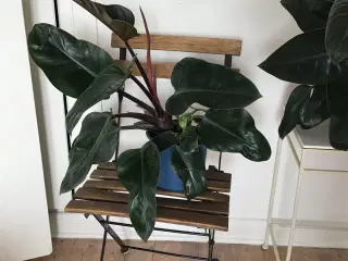 Philodendron red Congo og Birkins