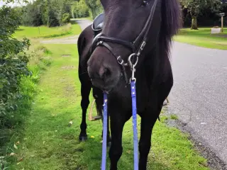 Rolig og godmodig ung vallak 