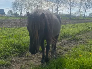 Mini shetlænder