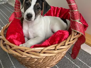 Dansk svensk Gårdhund hvalpe 