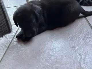 Labrador hvalp