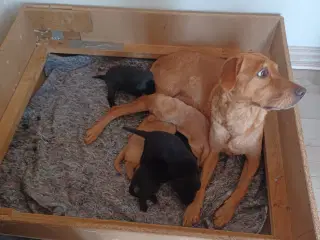 Labrador Retriever med DKK stamtavle