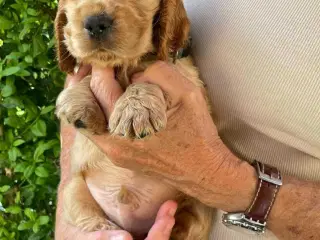 Engelske Cocker Spaniel hvalpe ( hanner 2 Stk.)