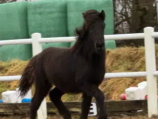 1 års islænder hingsteplag