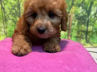 Cavapoo færdig vaccineret med pas  klar til sommer