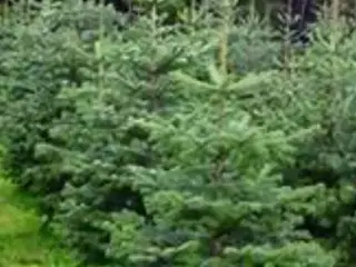 Normanns juletræer købes
