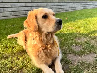 Golden doodles hvalpe 