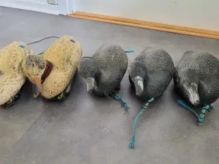 Lokkeænder 