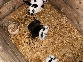  Kaninchen zum schlachten